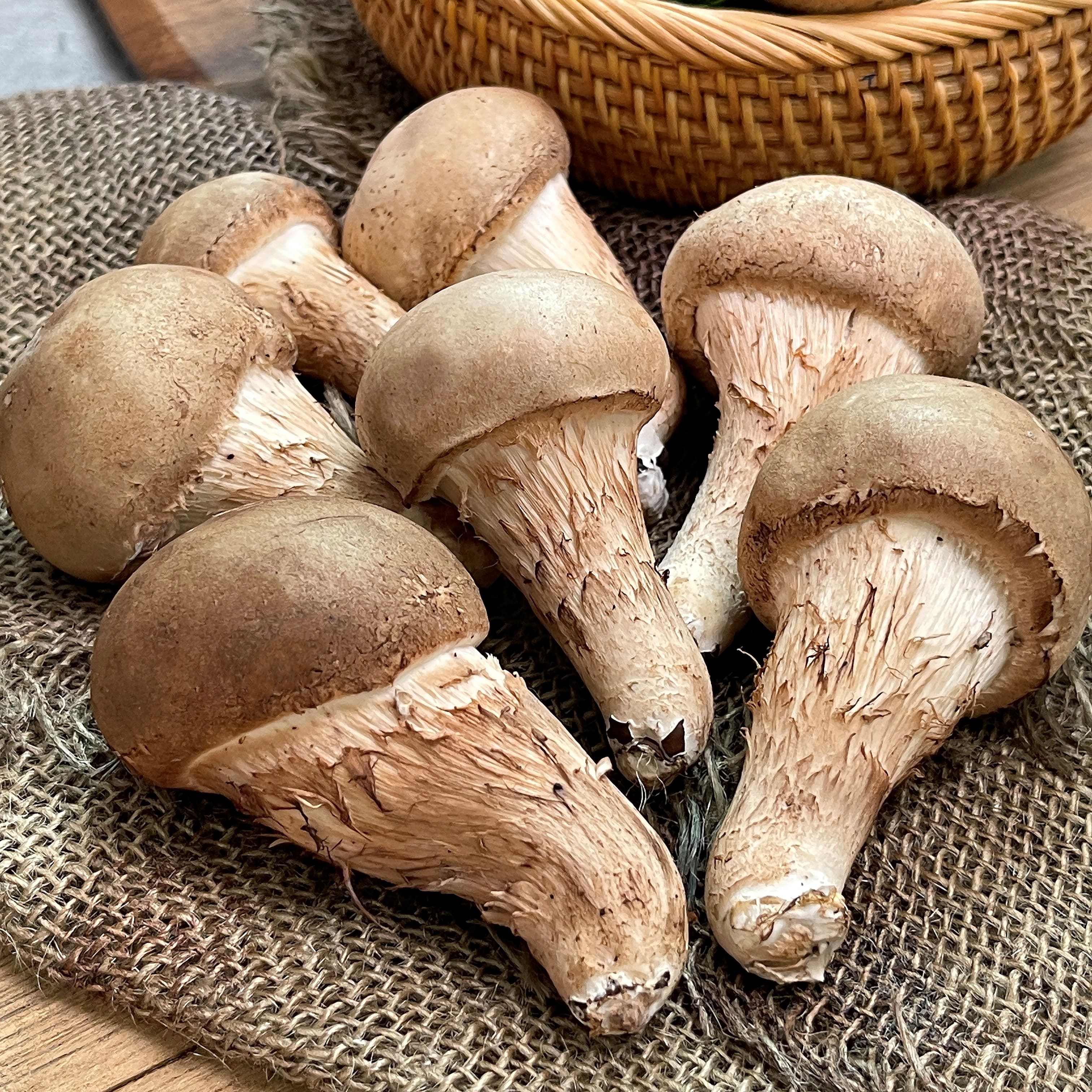 [조아영농조합법인]<br>참송이버섯(500g/1kg,가정용/보통/상/특/건조(100g)