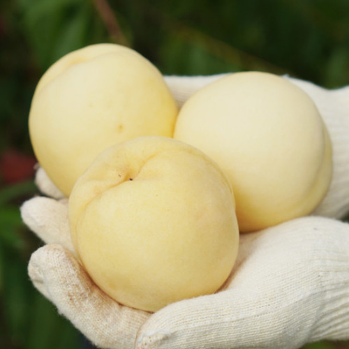 [따유농원]<br>고당도 프리미엄 겨울복숭아 설아 1kg/2kg