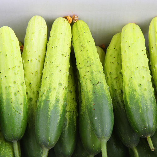 [부여조공]<br>굿뜨래 다다기오이 2kg~ 특품/가정용