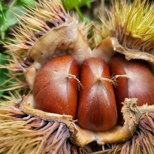 [만석이네 농장]<br> GAP인증받은 병고밤(대,특) 1kg 2025년햇밤